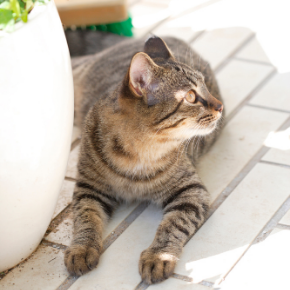 Summer dangers for cats - are you prepared?