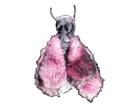 Kim Kim Pink Moth.gif