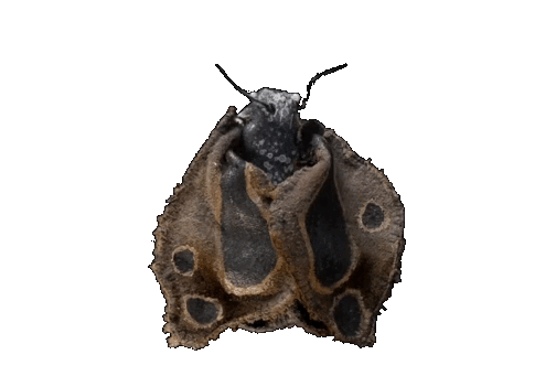 Kim Kim Brown Moth.gif