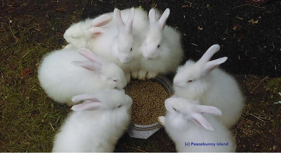 Ever hear 30 rabbits eating and drinking?