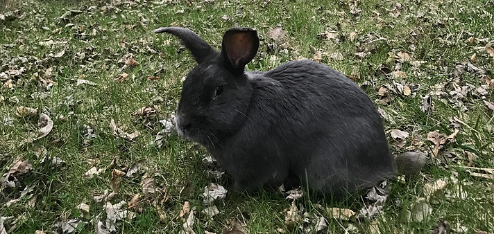Paxton Peacebunny on a visit to Peacebunny Island