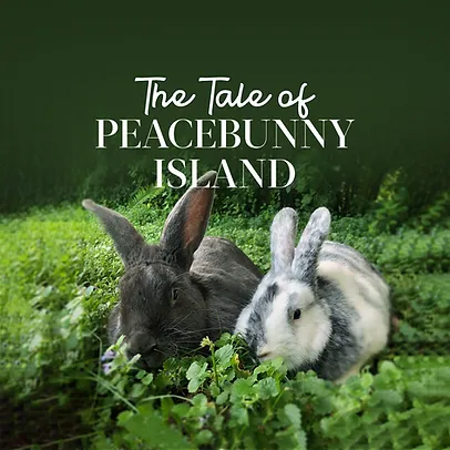 Home Comfort Rabbits Training Visits Peacebunny Island United States