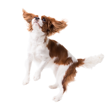 Copy%20of%20Better%20Pup%20(12)_edited.p