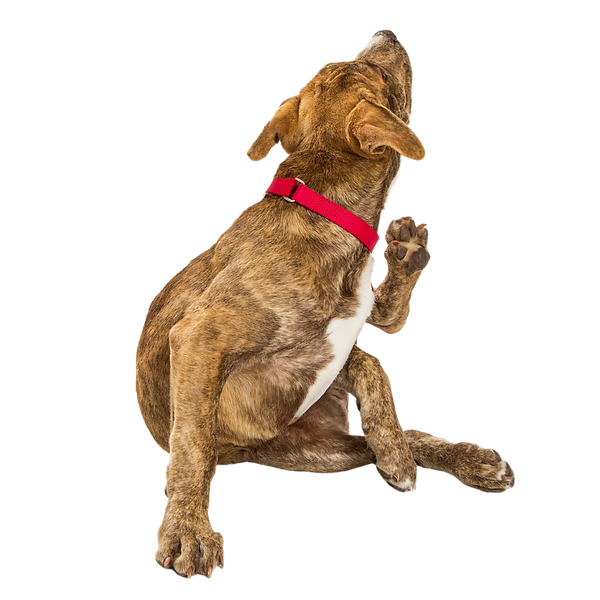 Copy of Better Pup (15).png