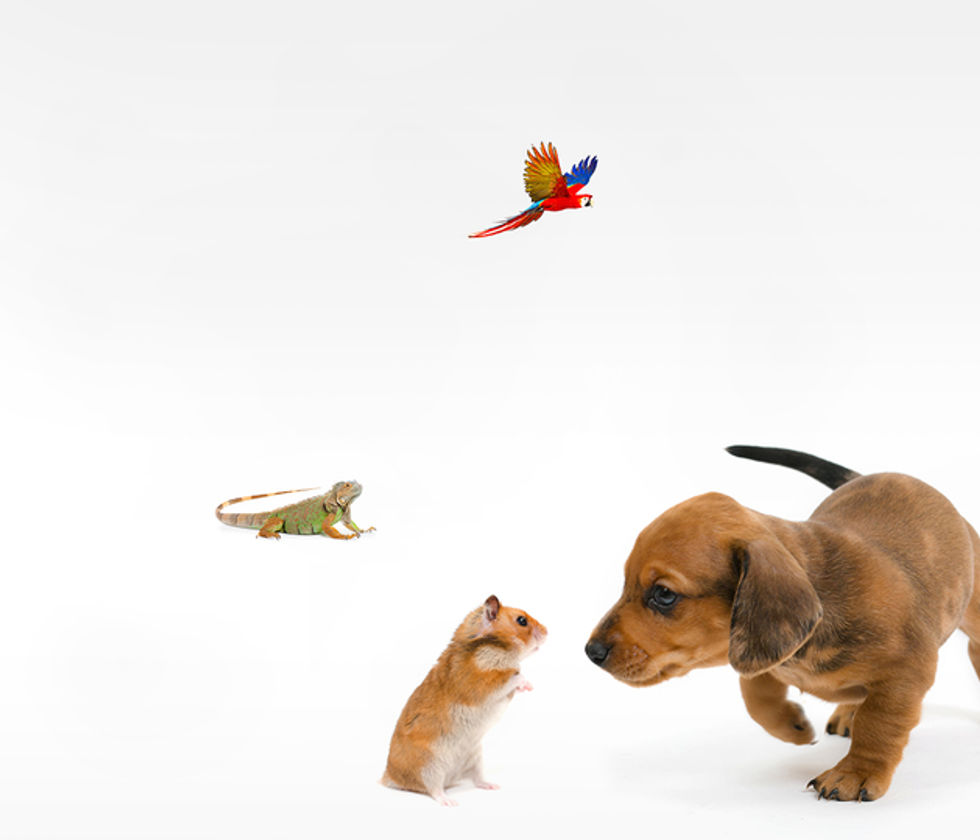 Il regno degli animali