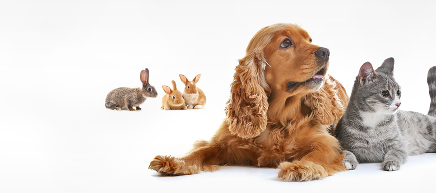 Mehrere Haustiere auf weißem Hintergrund: Welpe, Hund, Katze, Kaninchen, Hamster, Eidechse, Papageien und Goldfische.