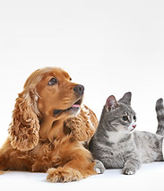 Animaux variés ensemble