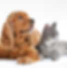 Pawsum Pet Grooming Sydney