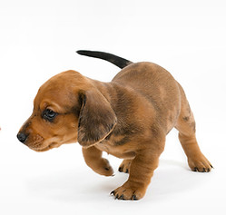 To help keep your new family addition happy and healthy in the crucial first months of life I can provide full personalized and undivided attention for your puppy. Visits are a great way to monitor health and wellbeing. Regular toilet breaks can speed up the training process, also regular visits, prevents separation anxiety, which is important for mental wellbeing. Visit times vary depending on your requests and availability.