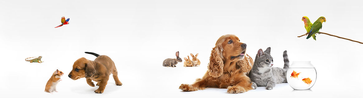 Animais Variados Juntos