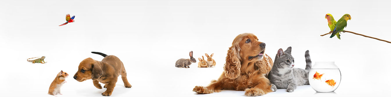 All pets
