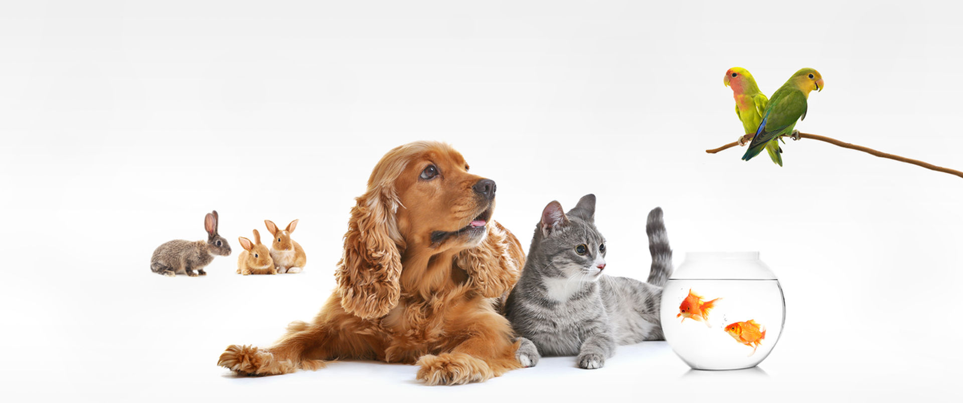 Get a free pet hero emergency wallet card when you join.