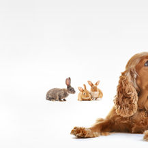 Do pets need to be kept warm, and if so, which ones?