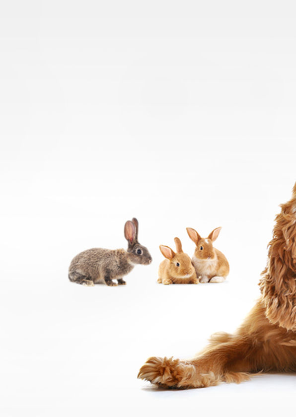 airport animal hospital warwick ri