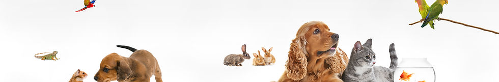 des chiots, oiseaux, chats, lapins et reptiles
