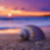 Firefly close up of shell on beach with purple sunset in the background 1898.jpg