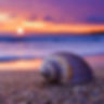 Firefly close up of shell on beach with purple sunset in the background 1898.jpg