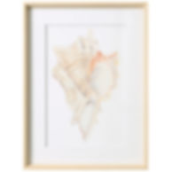 Seashell 1V