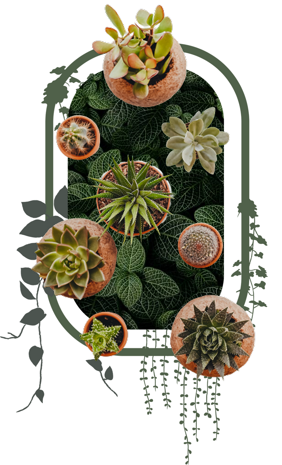 Potted succulents and cacti on green leaves