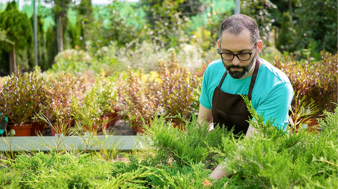 Gardener working with plants