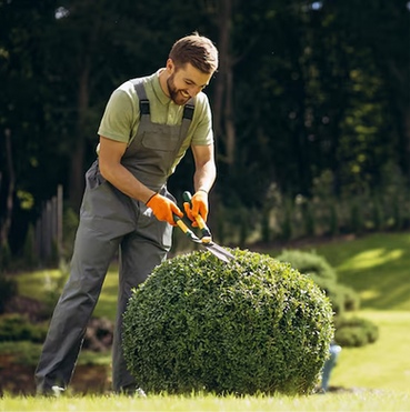 Man in gloves trimming a round bush with shears