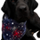 Thumbnail: black lab fireworks bandana