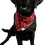 Thumbnail: black lab watermelon bandana