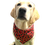 Thumbnail: yellow lab watermelons bandana