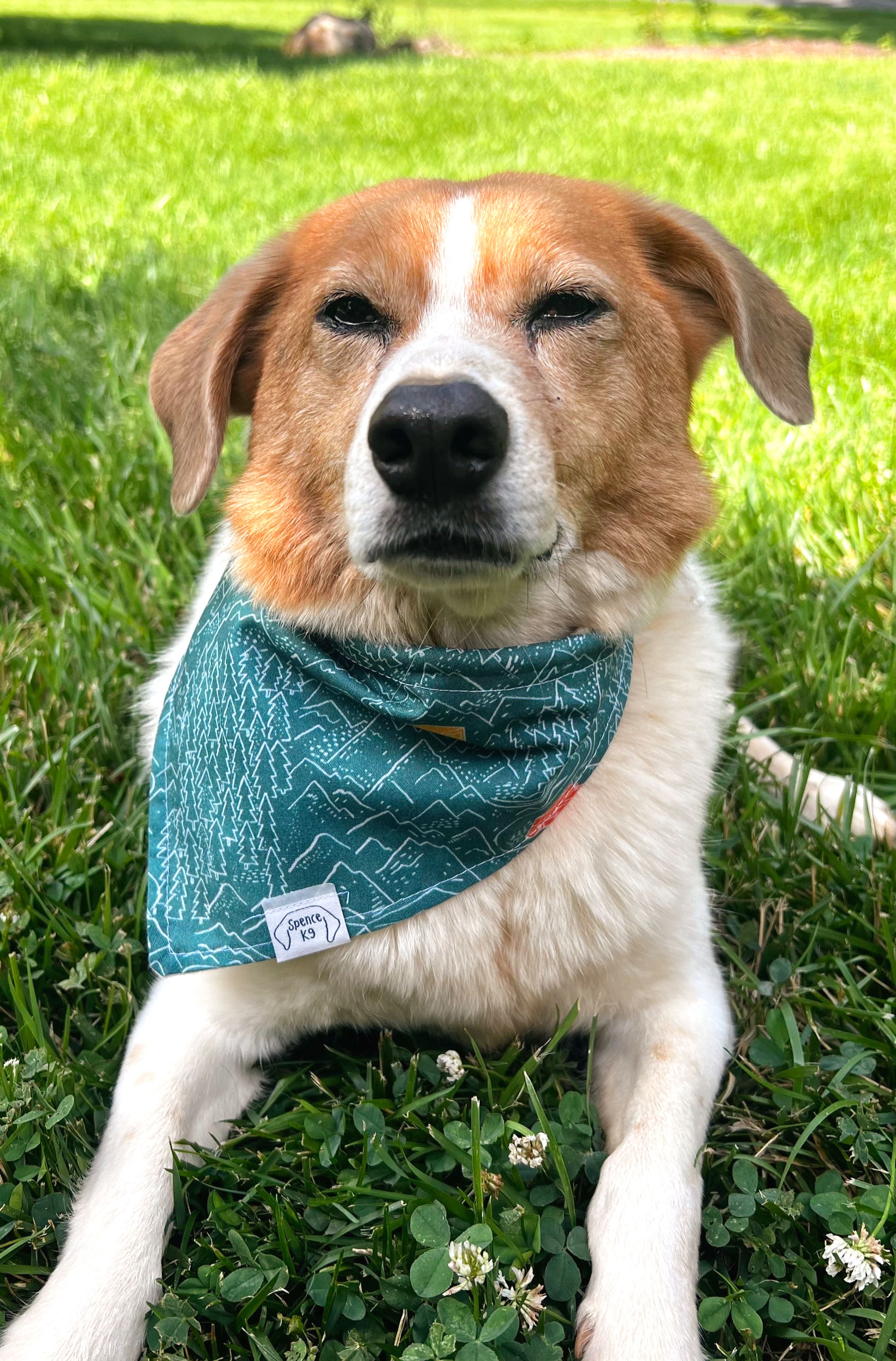 beagle wearing reversible bandana