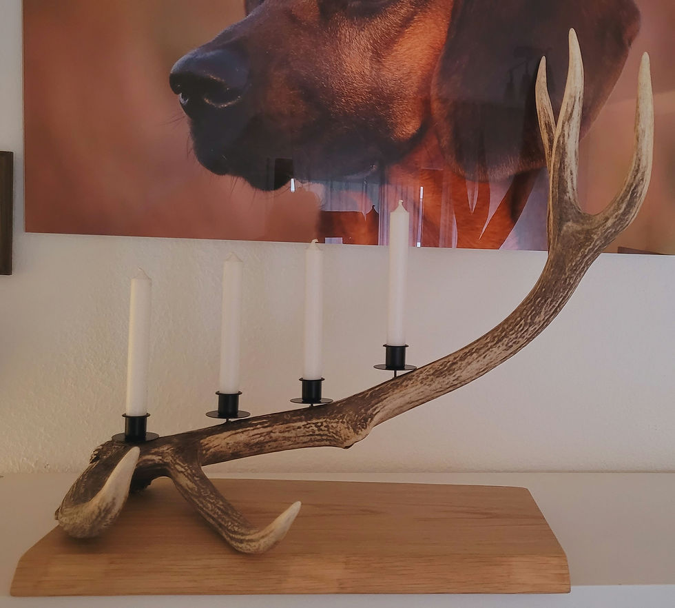 Miniaturbild: Exklusiver Kerzenleuchter aus naturbelassenem Rotwildgeweih auf einem Eichenbrett
