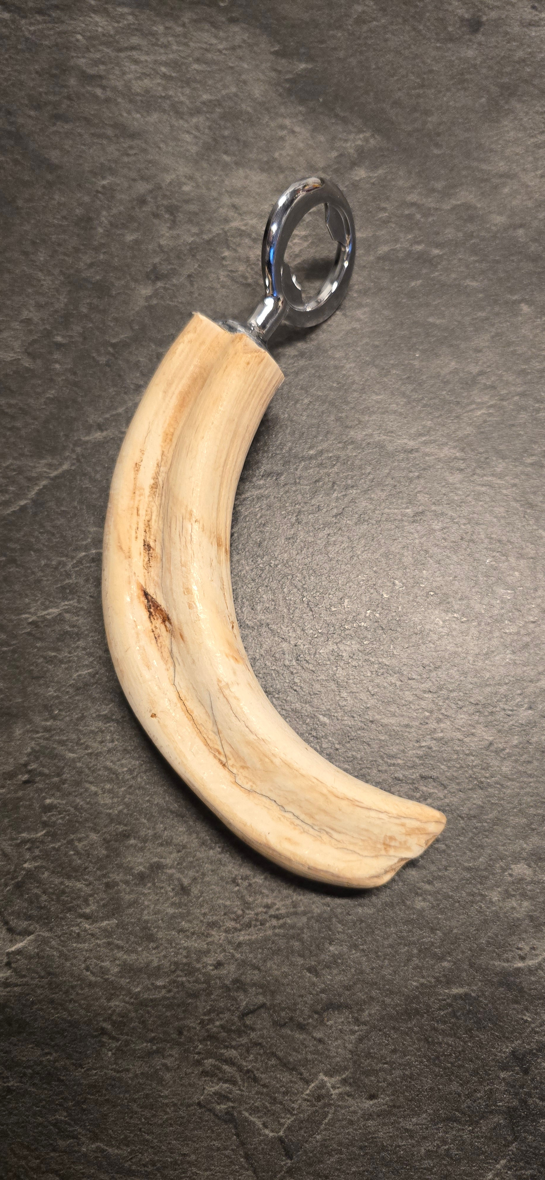 Flaschenöffner aus echtem Warzenschweinzahn