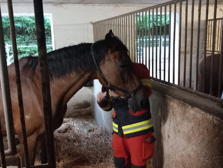Feuerwehrübung bei Pferdegaudi: Großtierrettung mit Pferdeschwerpunkt