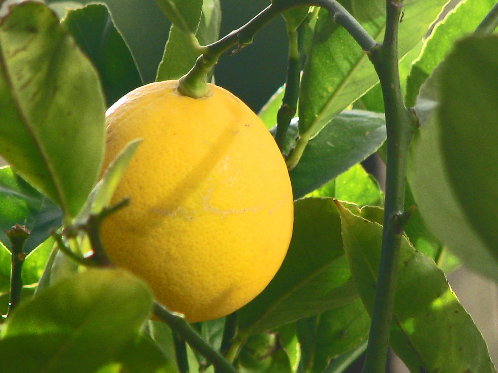 Organic Meyer Lemons