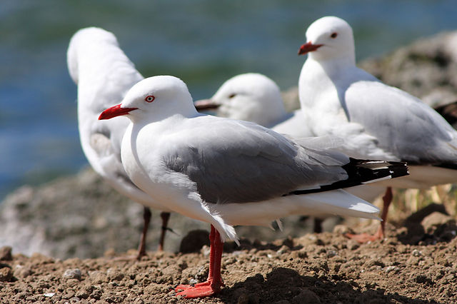Mouettes, Agilys Services
