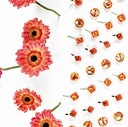Composition culinaire monochrome CHROMA orange avec fleurs, bouchées et textures colorées.