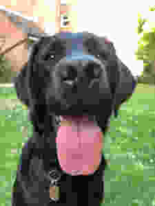 Femie Mag Guide Dog Fostering - Camilla and Isabel's Story
