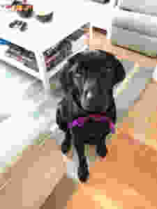 Guide Dog Fostering - Camilla and Isabel's Story