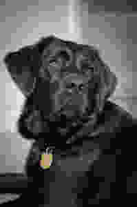 Guide Dog Fostering - Camilla and Isabel's Story