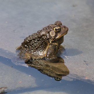 Toad