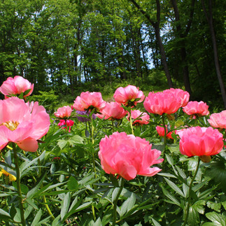 Pink Peonies