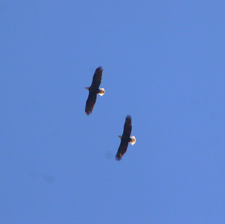 Bald Eagles
