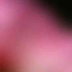 Pink Peony Petals