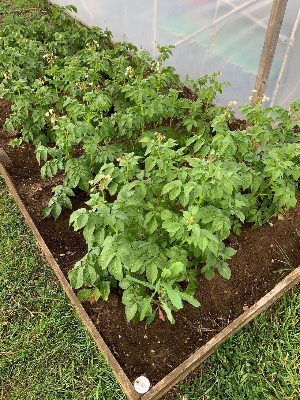 Plants