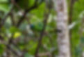 Saí-azul fêmea (Dacnis cayana)