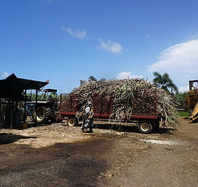 Agave being loaded off of a truck