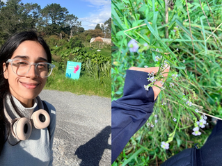 AUT capstone student completes pest plant mapping project