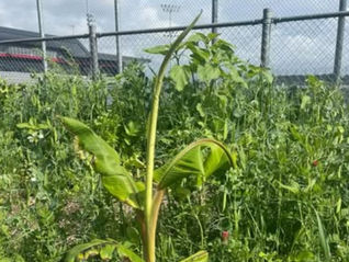 Feeding people and ecosystems 