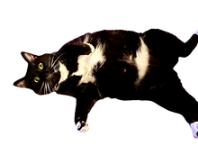 Black and white cat with green eyes lying on its back