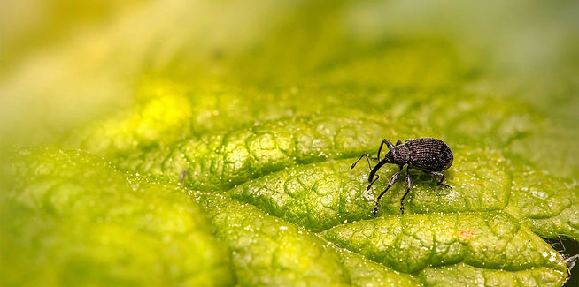 About WH Pest Control