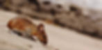 Domestic pest control UK